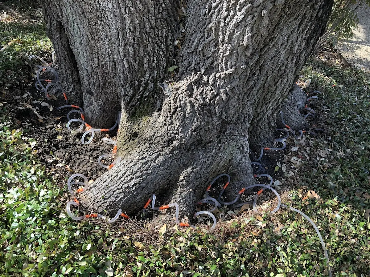 Detailed Tree Cabling and Bracing job site in Saint Stephen