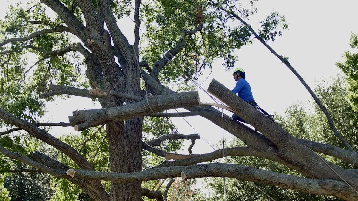 Professional Hazardous Tree Removal performed by certified arborists in Saint Stephen